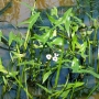 Papliauška strėlialapė (Sagittaria sagittifolia)